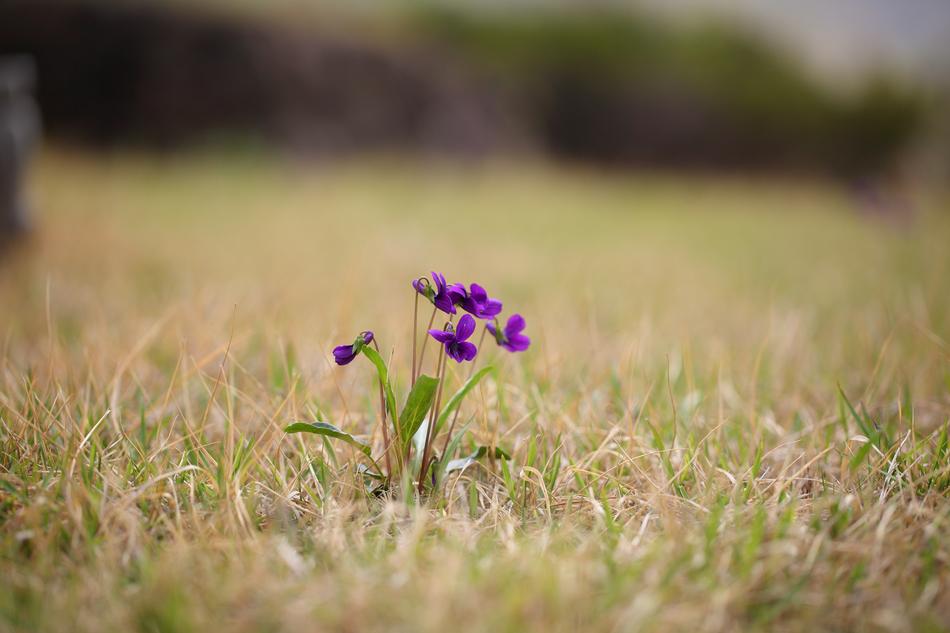 S Grass Nature
