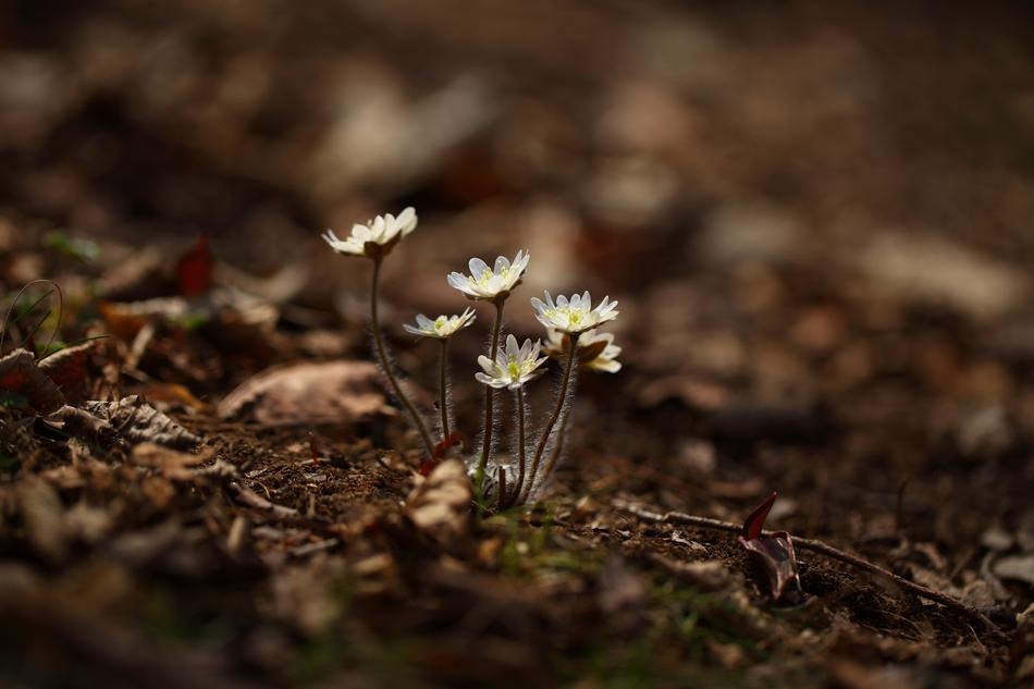 Nature Outdoors Plants