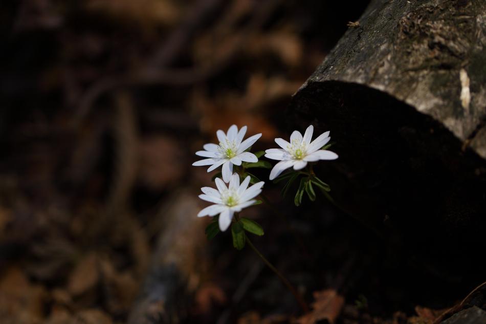 Nature Plants Outdoors