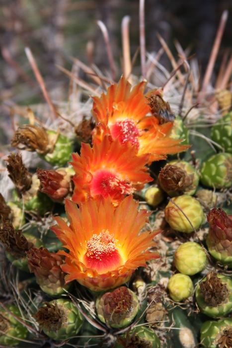 Nature Flora Flower