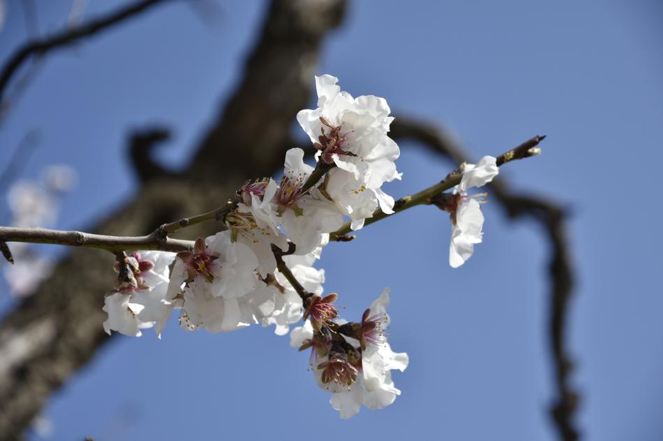 Branch Tree Cherry