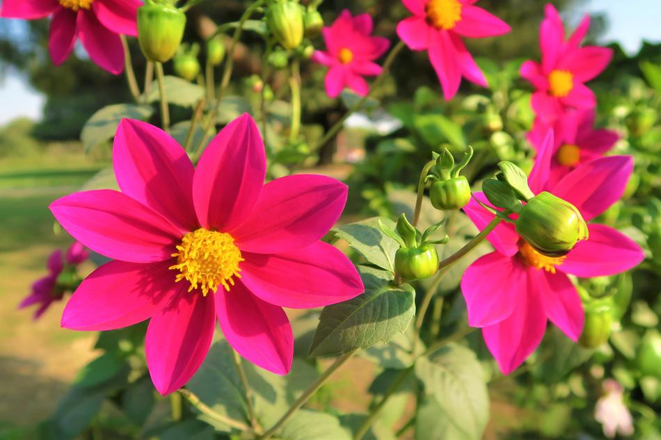 Flower Nature Garden