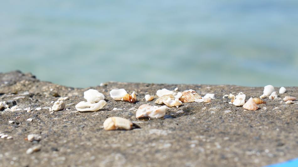 Sea Nature Seashell