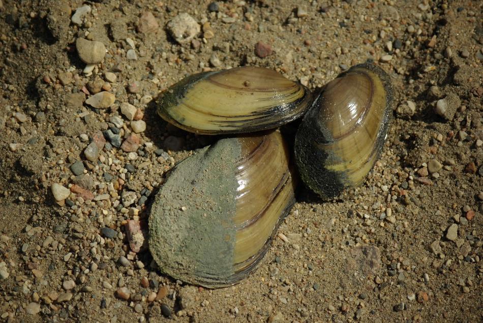 Nature Sea Shells Beach