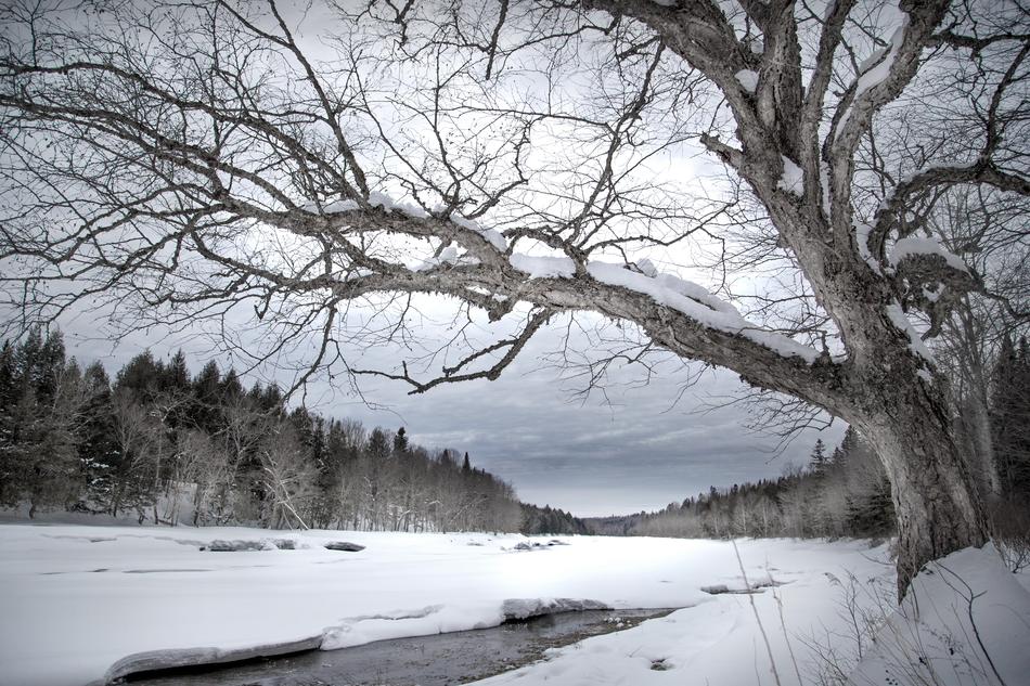 Winter Snow Tree