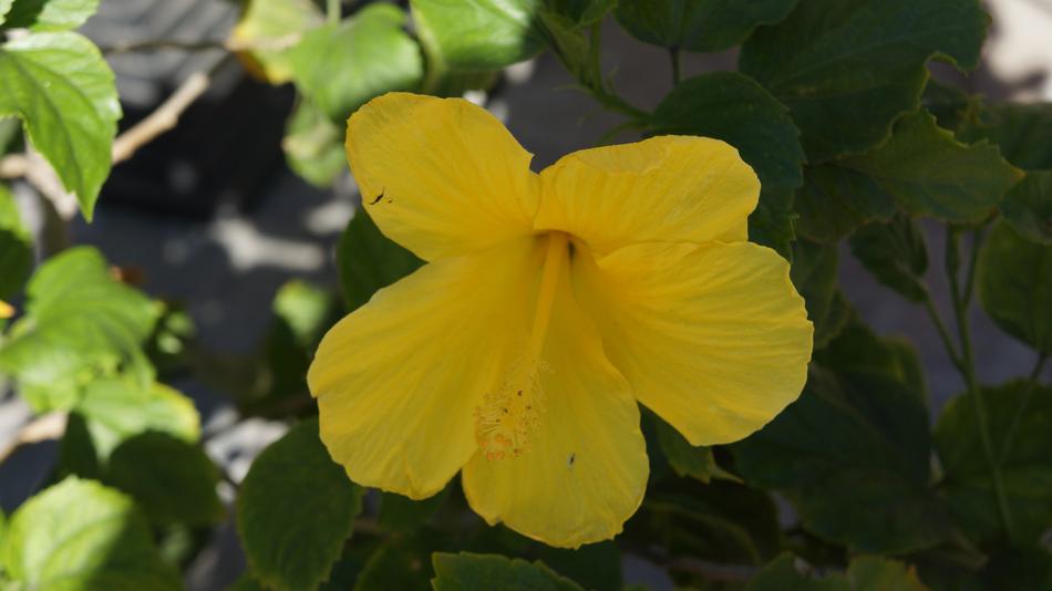 Flower Nature Green
