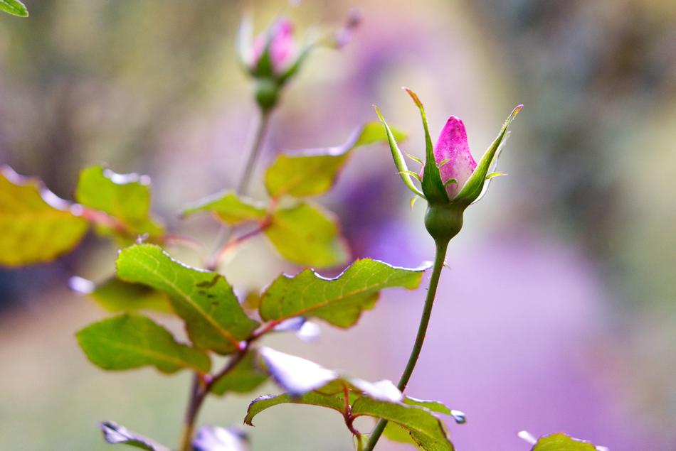 closed rosebuds blooming