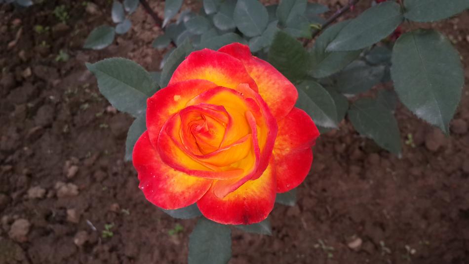 Red Rose Beauty Of Nature Flower