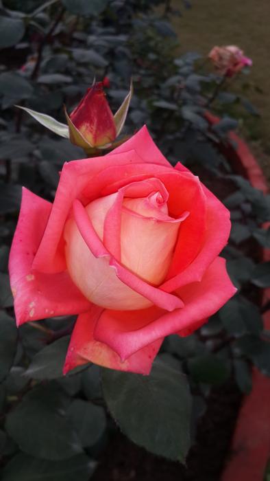 Pink Rose Beauty Of Nature Flower