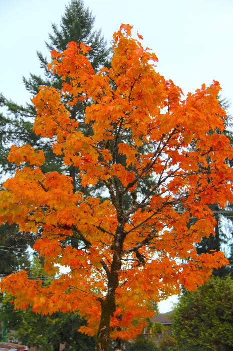 Fall Autumn Nature