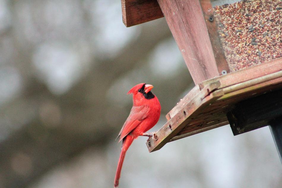 Nature Outdoors Bird