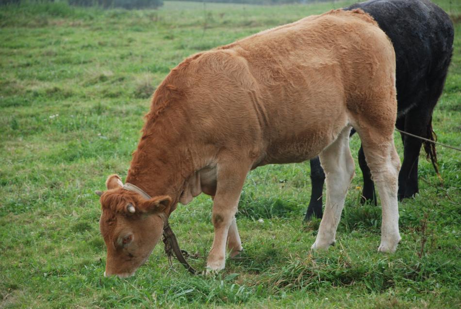 Veal Livestock Galician Beef