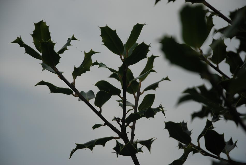 Holly Skewers Leaf