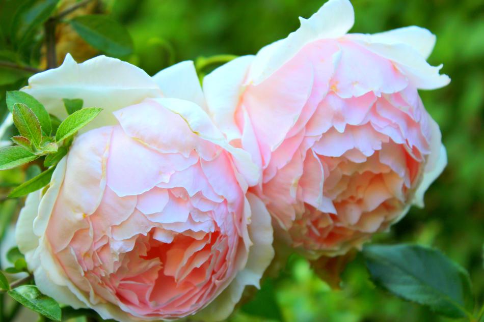 Flower Rose Leaf