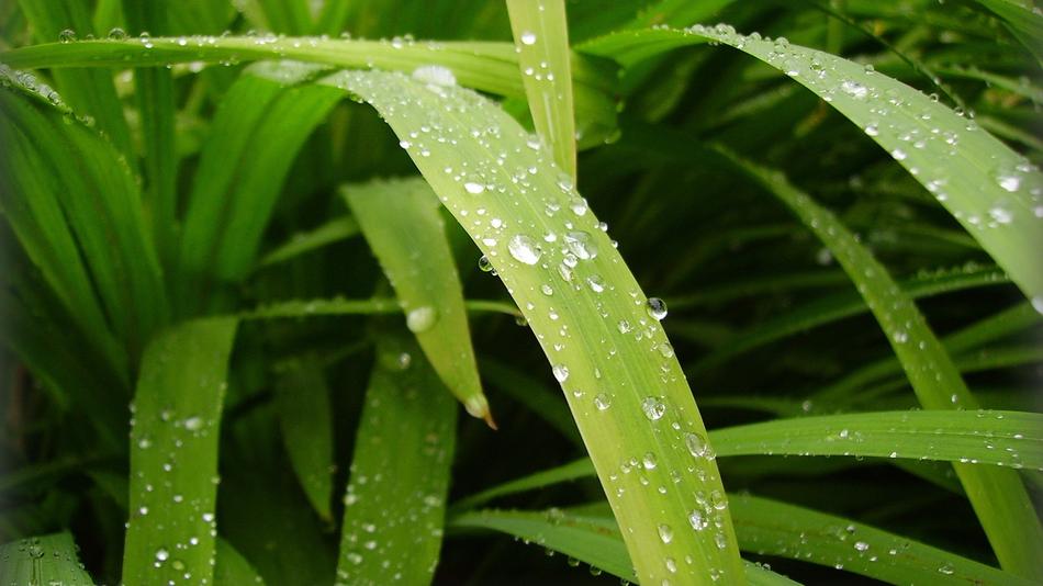 Leaf Plant Nature