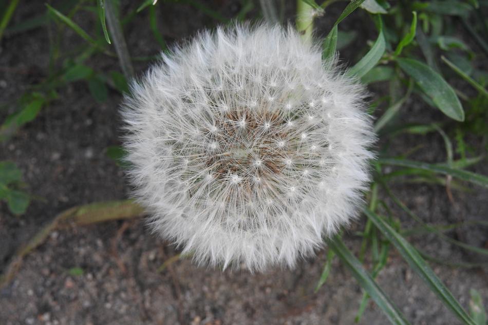 Dandelion Sonchus Oleraceus Spring