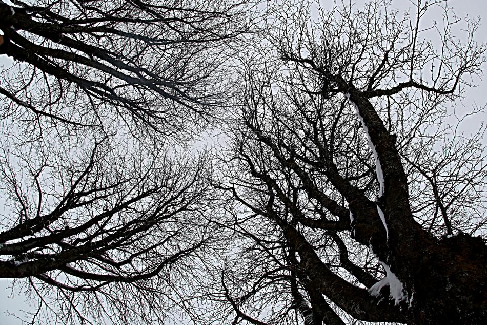 Tree Branch Winter