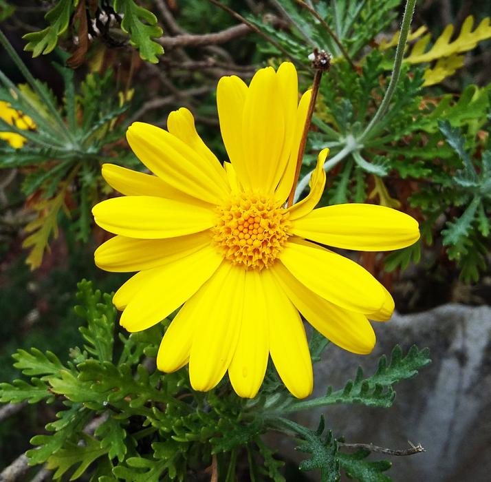 Flower Yellow