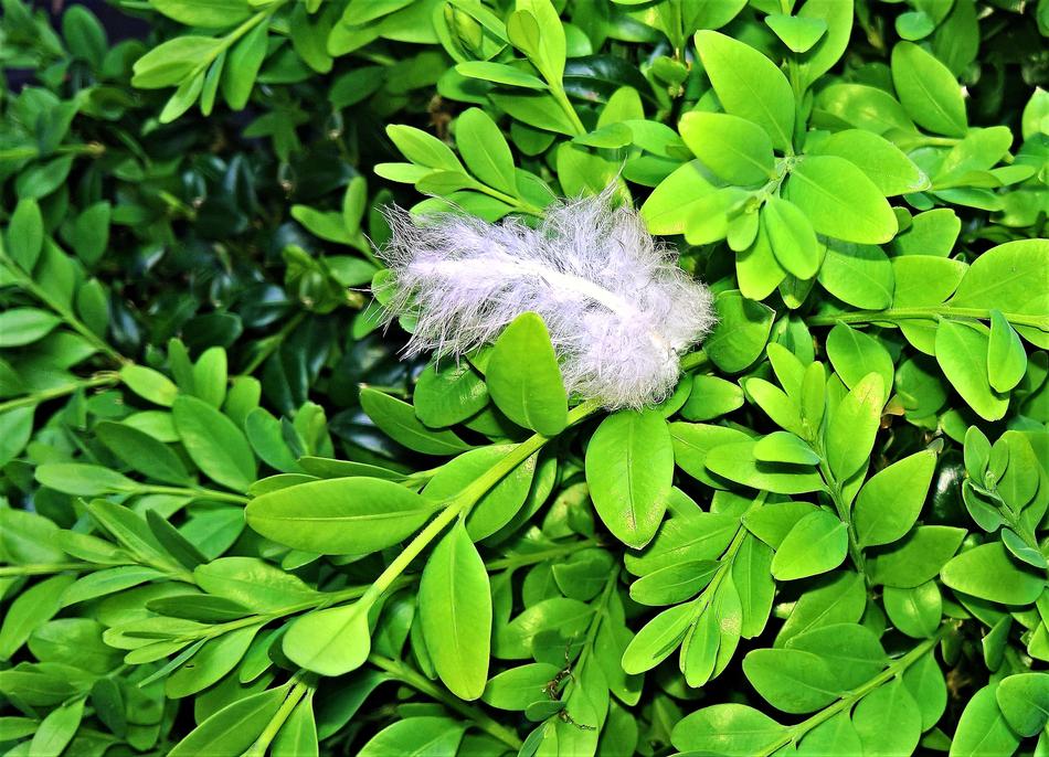 Plant Boxwood Fresh New Leaves