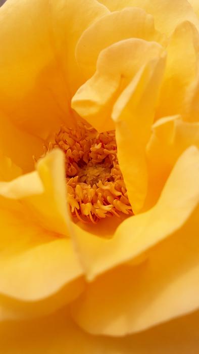 Nature Rose Yellow