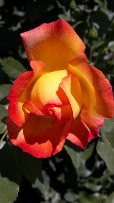 Nature Rose Yellow