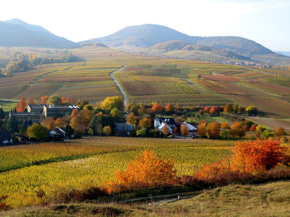 Landscape Hill Nature