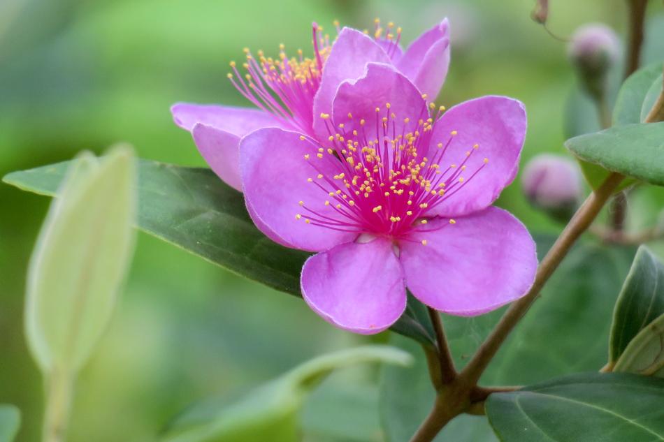 Mountain Nim Flowers Plant