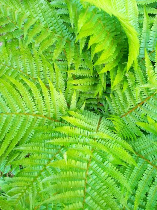 Leaf Plant Fern