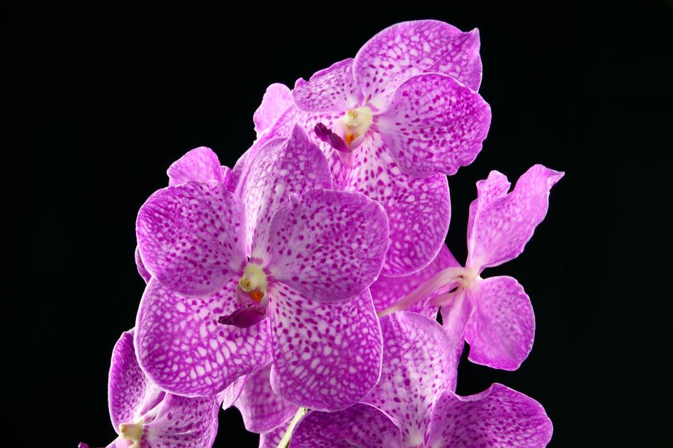 Flower Nature Orchis