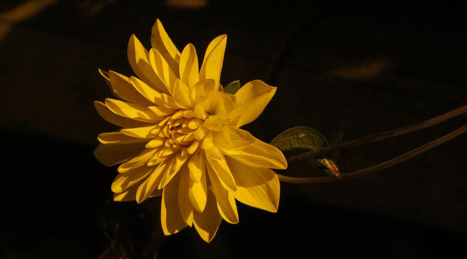 Flower Garden Wild