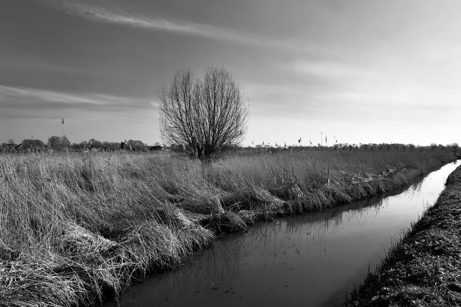 Tree Waterway Field