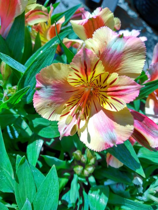 Nature Flower Plant
