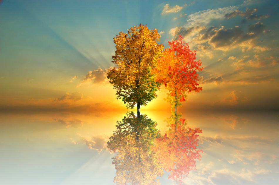 Autumn Tree Nature Golden
