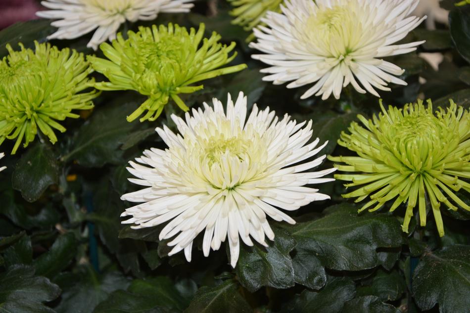 beautiful flowers for sale