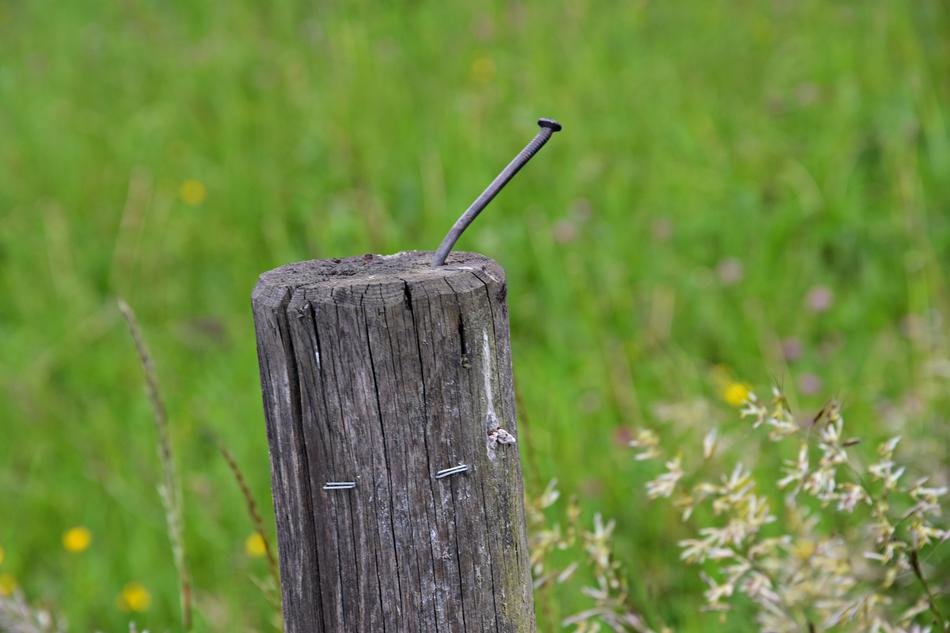 Grass Nature Summer
