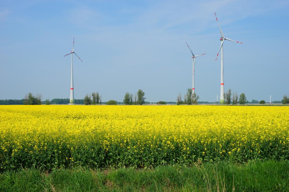 a beautiful field of yellow flowers