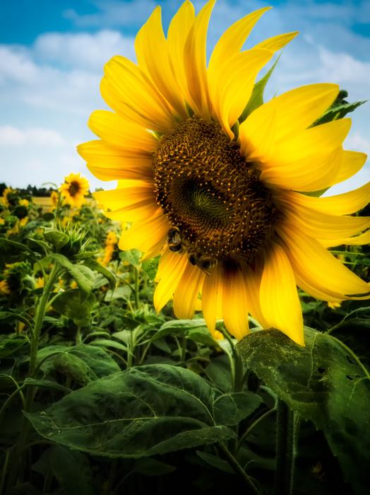 Nature Flower Plant