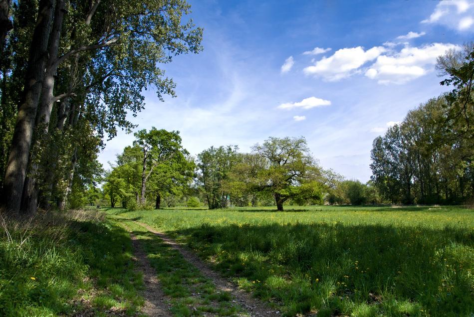 Nature Tree Grass
