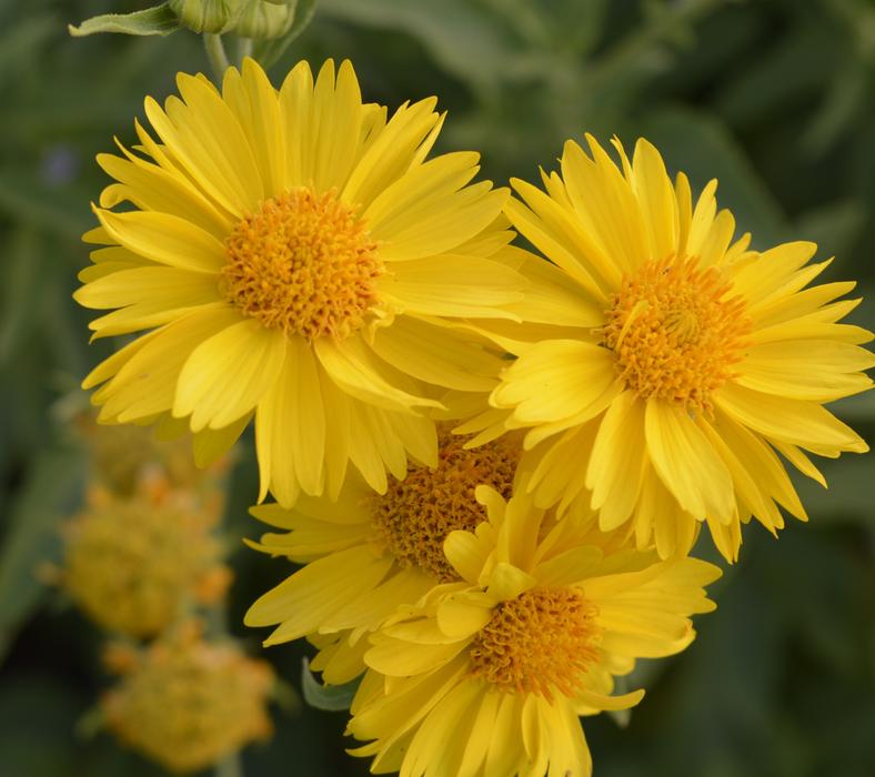 Nature Summer Flora