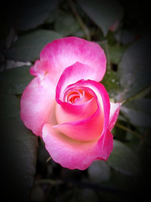 Flower Rose Petal