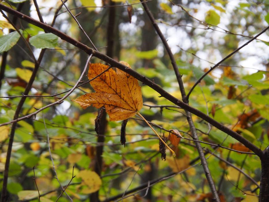 Leaves Autumn Fall Foliage Golden