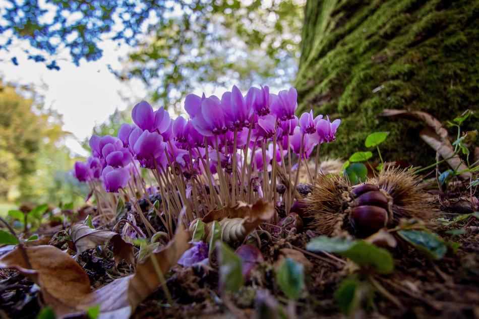 Nature Plant Sheet