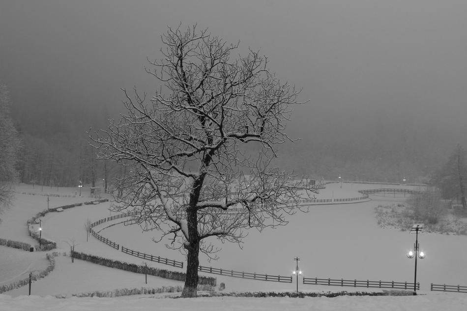 a black tree on the ground with snow