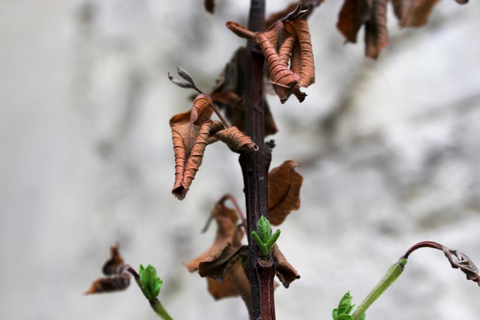 Leaves Leaf