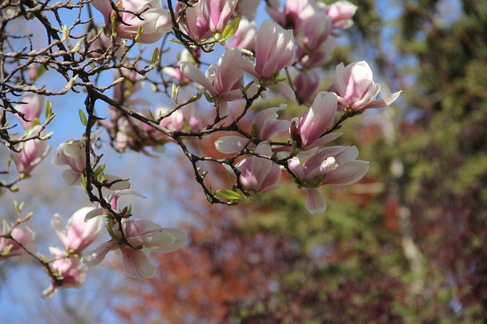 Flower Branch Tree