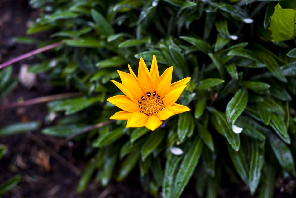 yellow gorgeous flower on the foliage