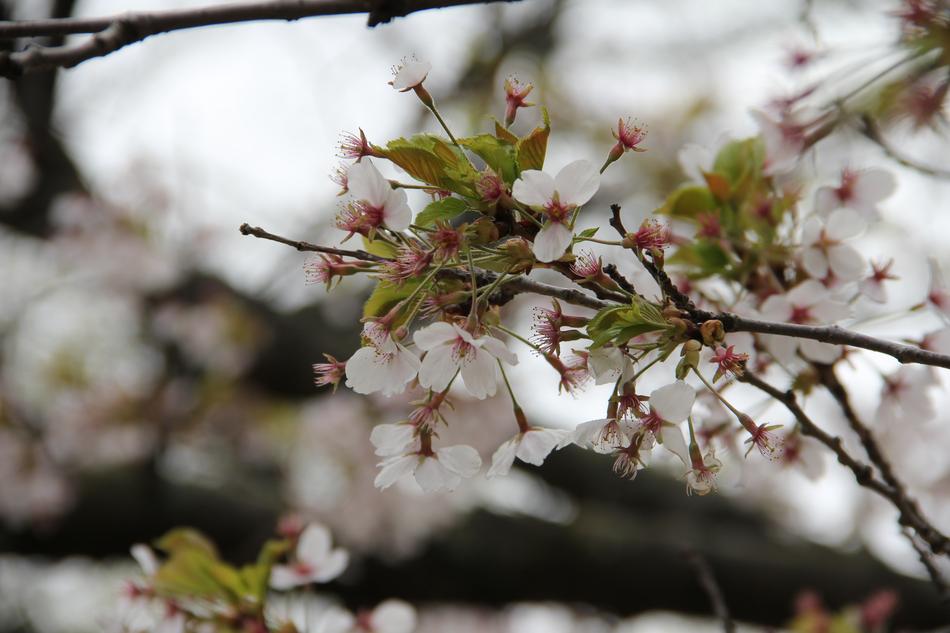 Flower Cherry Tree
