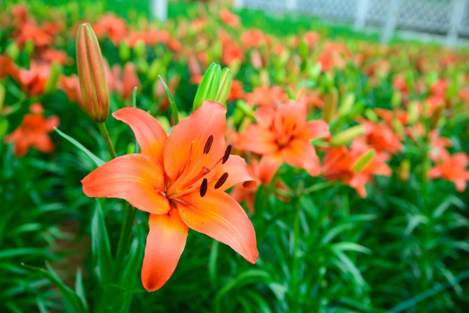 Flower Gardens Pink