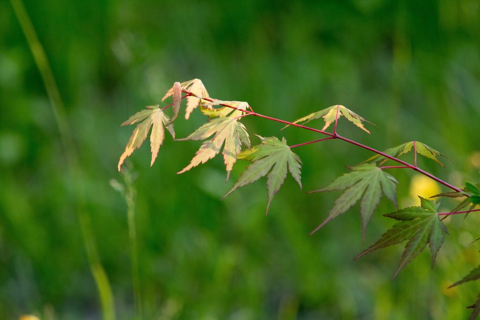 Abstract Spring Nature The