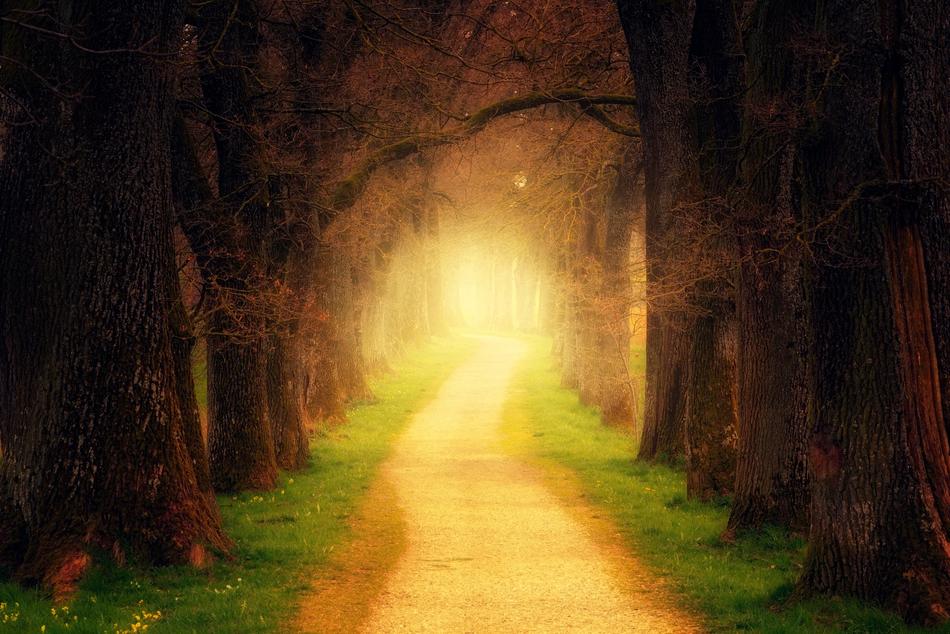 Tree Forest Path